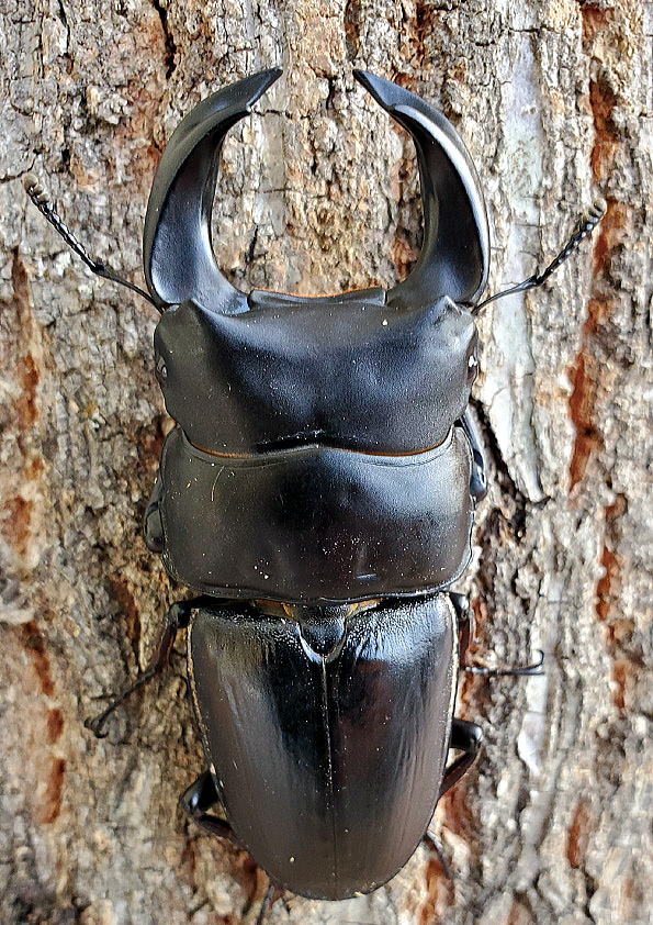 ふわふわ様とお話し中‼️85㎜オーバー‼️オオクワガタ♂️単品】